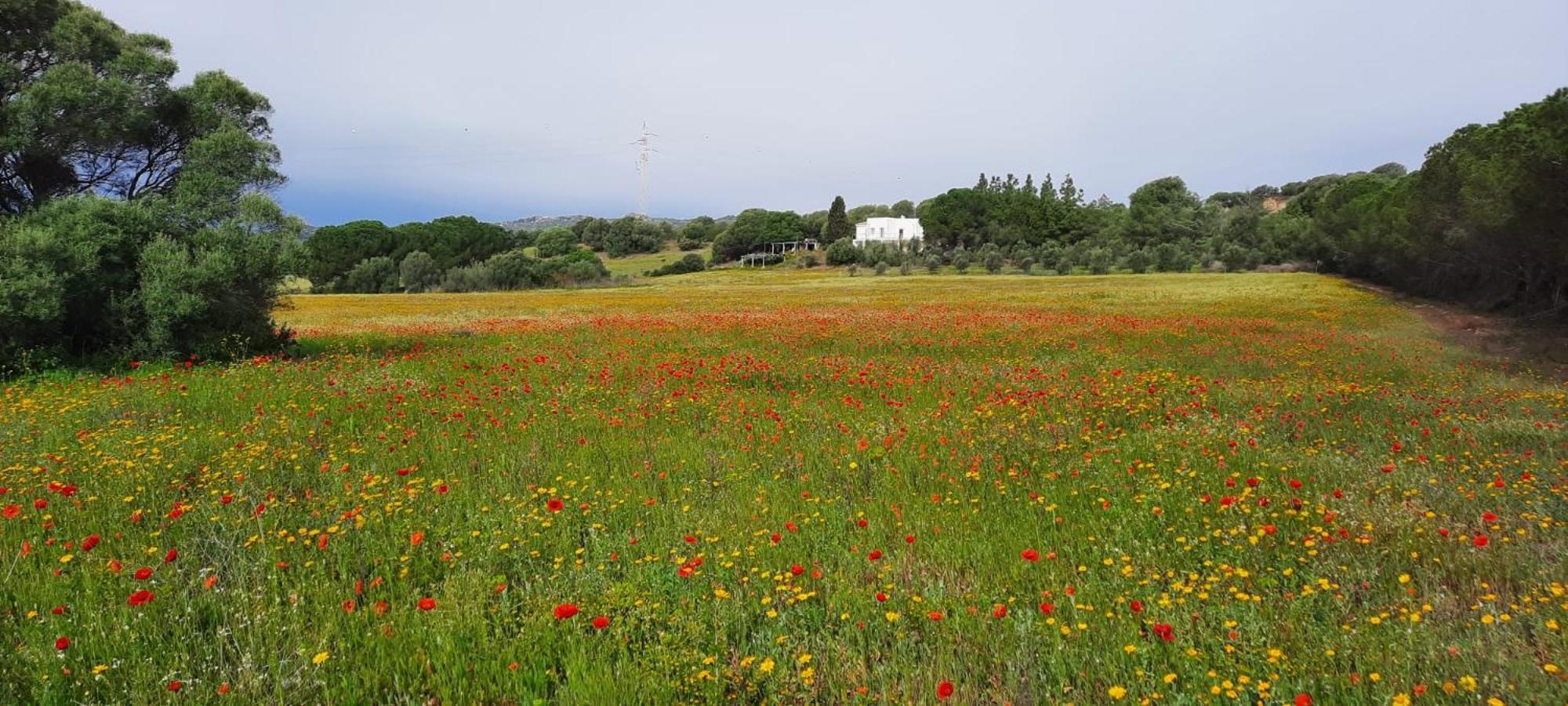 Agreen Country House Olbia Ngoại thất bức ảnh